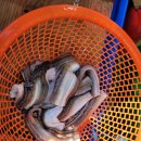 바다장어 아구찜 이미지