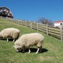 산상목장 이미지