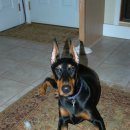 예쁜멍멍이 이미지