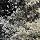 칼을 뽑았으면 글이라도 써라 4월 일상