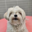 보드레 애견미용실 이미지