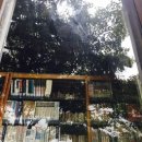 회화나무 도서관 이미지