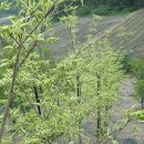 골드스타 이미지