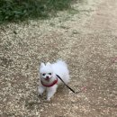 펫트리멍 이미지