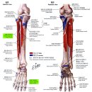 03 - Extensor digitorum longus 긴발가락폄근 장지신근(長趾伸筋) 이미지