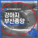 24시알파동물메디컬센터 | 신도림동물병원 강아지 부신종양 및 비장종양 수술 [24시지구촌동물메디컬센터]