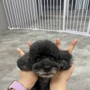 딩펫 펫살롱 고운점 | 세종애견미용 잘하는 곳, 푸들전체미용, 웰시코기목욕, 고운동애견미용샵 &#34;딩펫 펫살롱 고운점&#34; 찐 리뷰!