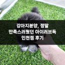 강아지분양 애견입양 아이러브독 인천점 | 강아지분양, 정말 만족스러웠던 아이러브독 인천점 후기