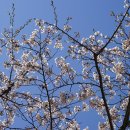 잔털벚나무[ Rosaceae (장미과) ＞ Prunus (벚나무속) ＞ serrulata ＞ pubescens (잔털벚나무)] 이미지