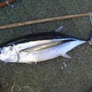 - 날개다랑어 Albacore 이미지