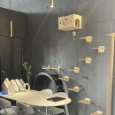 황금산 고양이 | 남양주 고양이 무마취 미용 편안하게 잘하는 곳 | 황금산 고양이