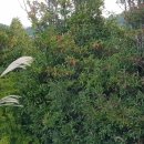 실안선착장 이미지