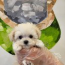 제주 애견 아가야 이미지