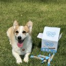 덴탈이유 이미지