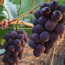 옥산농원 이미지