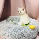 요미캣 고양이분양 일산점 이미지