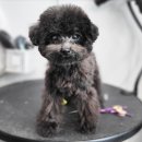 해시도그 이미지