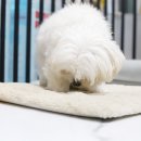 Dog# | 강아지사료추천 밥이보약 DOG 반짝이는 눈 후기