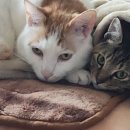 베델상사 이미지