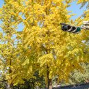 (주)코리아세븐 명지대행복점 | 서울 경복궁 단풍 시기 실시간 현황 효자로 국립고궁박물관 등