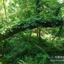 자연그리 | 교래자연휴양림 - 큰지그리오름 온대·열대우림과 신비의 나무뿌리