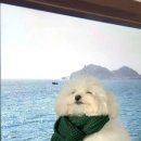 복슬강아지 이미지