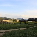 봉평메밀밭 이미지