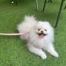 스시솔 이미지