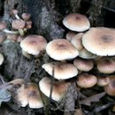 귀농영노 건강 작물▒▒장현유 교수의 이색버섯 이야기 (46)개암버섯 이미지