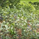 고령농장 이미지