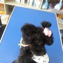 뷰티펫하우스 이미지