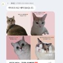 묘들링(Meowdeling)