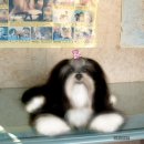 하나행운켄넬 이미지