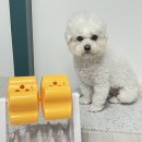 별별강아지 | 펫트너스 별별 노즈워크 장남감/ 쁠리의 신상 노즈워크 장난감 사용후기/ 강아지 노즈워크 장난감 추천