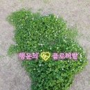네잎클로버 이미지