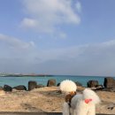 복이네김밥 | 차) 완도제주/ 제주:)오늘 독채 펜션/ 탑동광장/ 꼬신김밥/ 함덕해수욕장/ 제주 흑돼지고기/ BHC 제주...