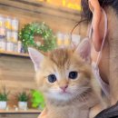 나는 고양이에 빠지다 이미지