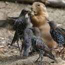 [사회복지사1급] 문제풀이 - 사회 복지 실천 기술론 이미지