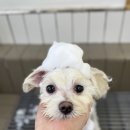 클라우드독 미용실 이미지