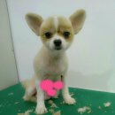 옥천애견미용 이미지