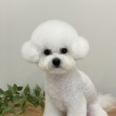 댕실댕실 이미지