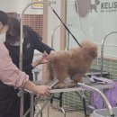 펫미용 네이버블로그