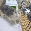 냥아치냥 이미지