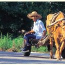 달구지마을 이미지