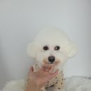 어스독 이미지