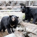 의신 베어빌리지 이미지