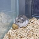 와우펫 | 양산 파충류샵 와우펫앤쥬 양산점 햄스터부터 토끼까지 소동물샵 추천