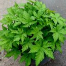 비너스타 이미지