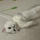 냥발소 | 하남 미사 무마취 전문 고양이 미용 및 위생관리 내돈내산 후기