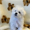도그마루 강아지 고양이 동탄점 이미지